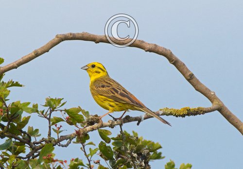 Yellowhammer DM1851